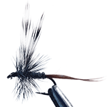 image of Adams fly
