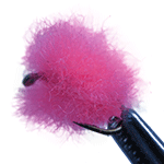 image of Egg Sac fly